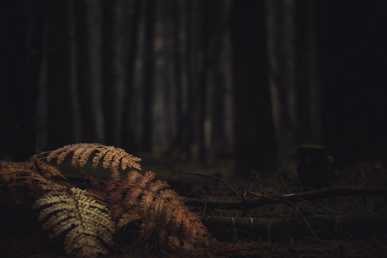 Bruit De Monstre Qui Fait Peur Les films d'horreur qui vont vous faire hurler de peur en 2021 et après